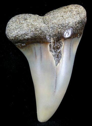 Fossil Mako Tooth - Maryland #29928